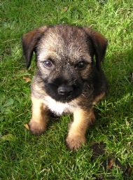 Border terrier puppy